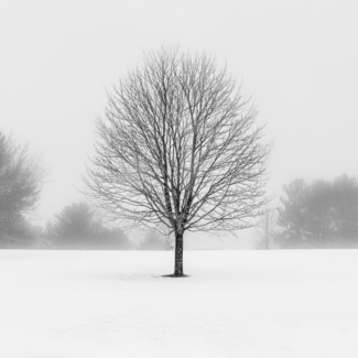 Snowfall