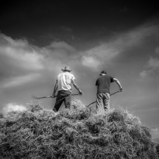 Hay Bale