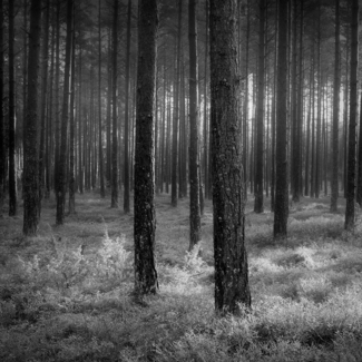 The Forest (2)