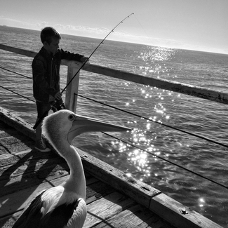 The Boy and the Pelican