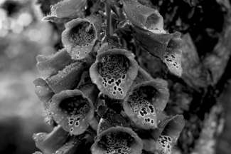 Foxgloves 2