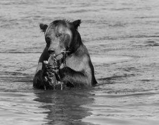 Bear Lunch