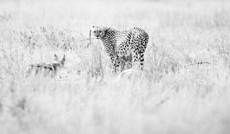 on guard