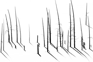 Snow Trees