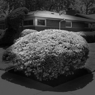 Big Bush