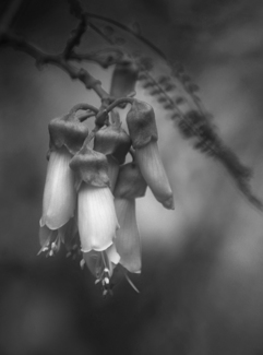 Spring on the Hills