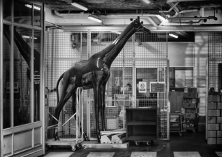 Honey, My Giraffe Has Arrived
