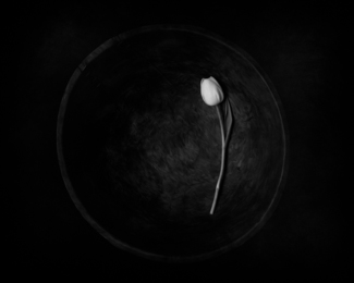 Tulip