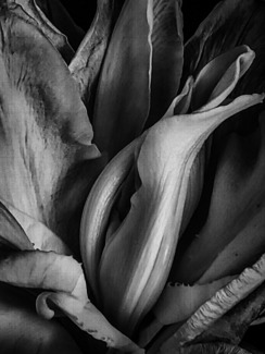 Flower close-up