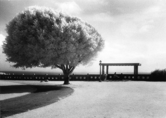 Wind Groomed Tree
