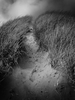 Dunes rise
