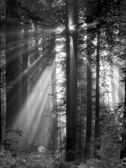 Fog in Redwoods