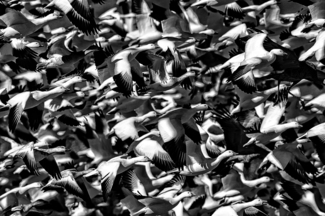 Snow Geese Blast Off
