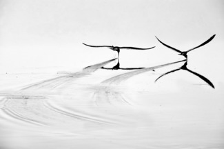 Skimming for fish