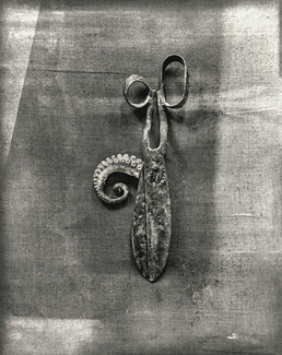 Squid scissors