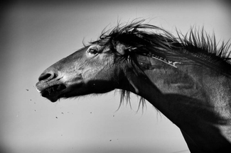 Mustang Windy