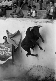 Bull Flying
