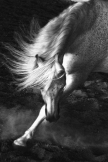 Andalusian