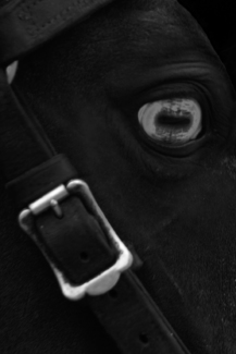 blue eyed horse