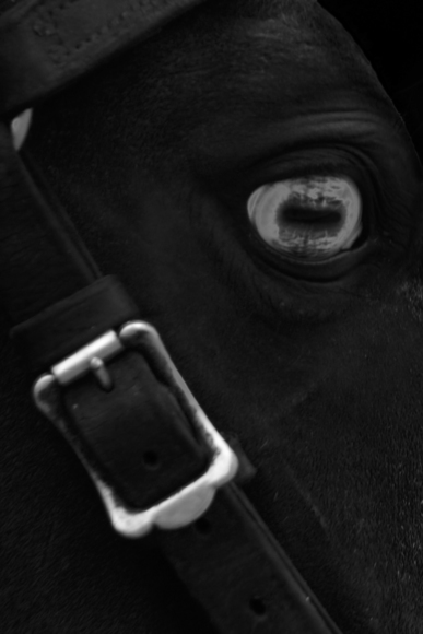 blue eyed horse