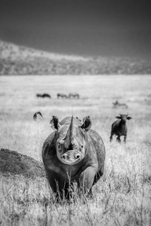 Black Rhino (2)