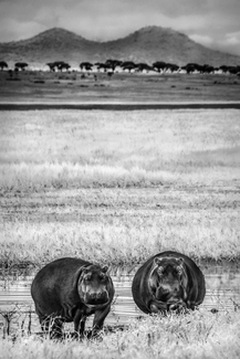 Fresh Water Hippos
