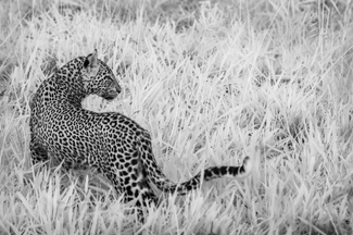 Twilight Leopard