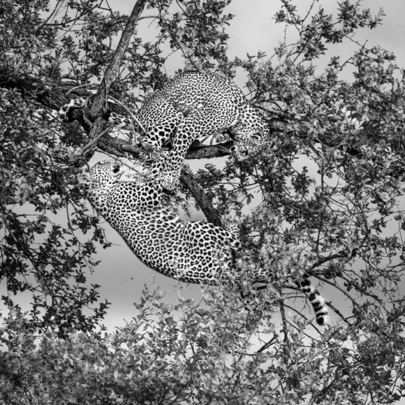 Cubs in Tree