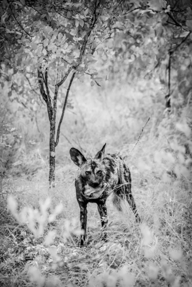 Wild Dog