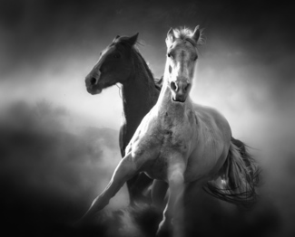 Mystic Horses