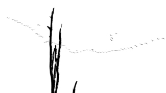 migration