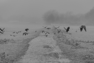 Building in the Mist