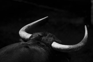 Toro II
