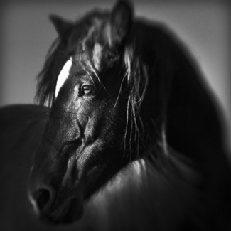Wild beauty