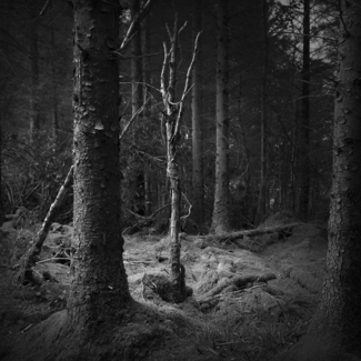 Ballade from a Wood