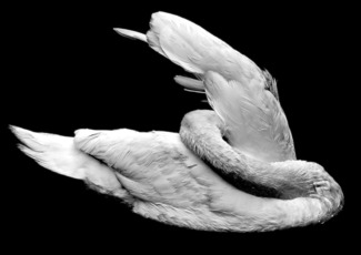 Swan Lake