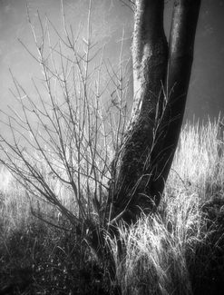 Quiet Light Series (3)