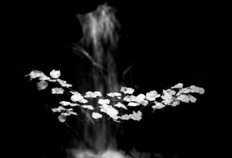 Autumn floats