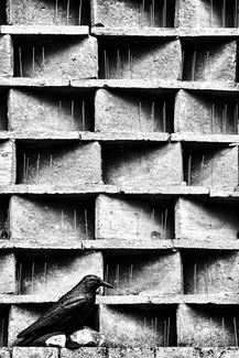 The Crow