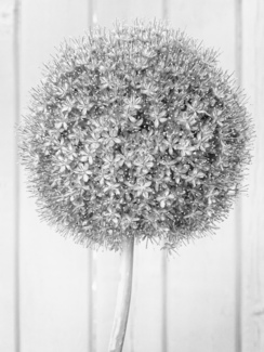 Allium Flower