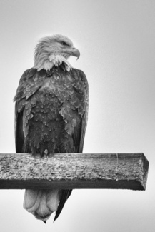 Bald Eagle Boundary Bay 