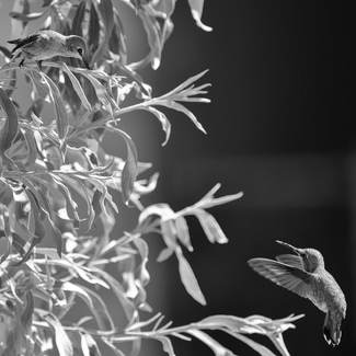 Two Hummingbirds