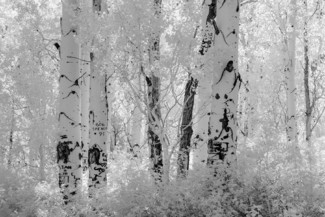 Grafitti In Woods