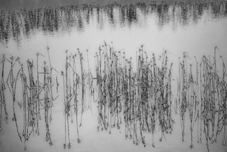 Weeds in Reflection Camano Island