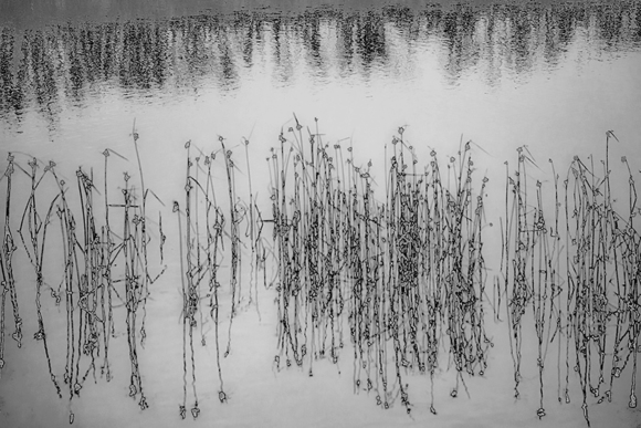 Weeds in Reflection Camano Island