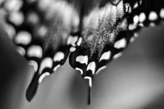 Butterfly Bottom
