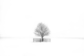 Fenced In
