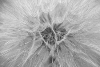 Tragopogon