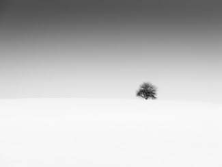 Single Tree