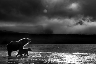 Mother Bear and Cub